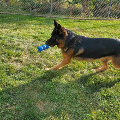 Randy, an adoptable German Shepherd Dog in Elizabeth, IL, 61028 | Photo Image 3