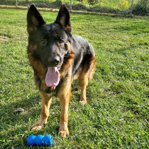 Randy, an adoptable German Shepherd Dog in Elizabeth, IL, 61028 | Photo Image 4