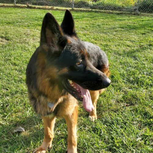 Randy, an adoptable German Shepherd Dog in Elizabeth, IL, 61028 | Photo Image 5