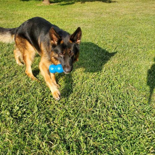 Randy, an adoptable German Shepherd Dog in Elizabeth, IL, 61028 | Photo Image 6