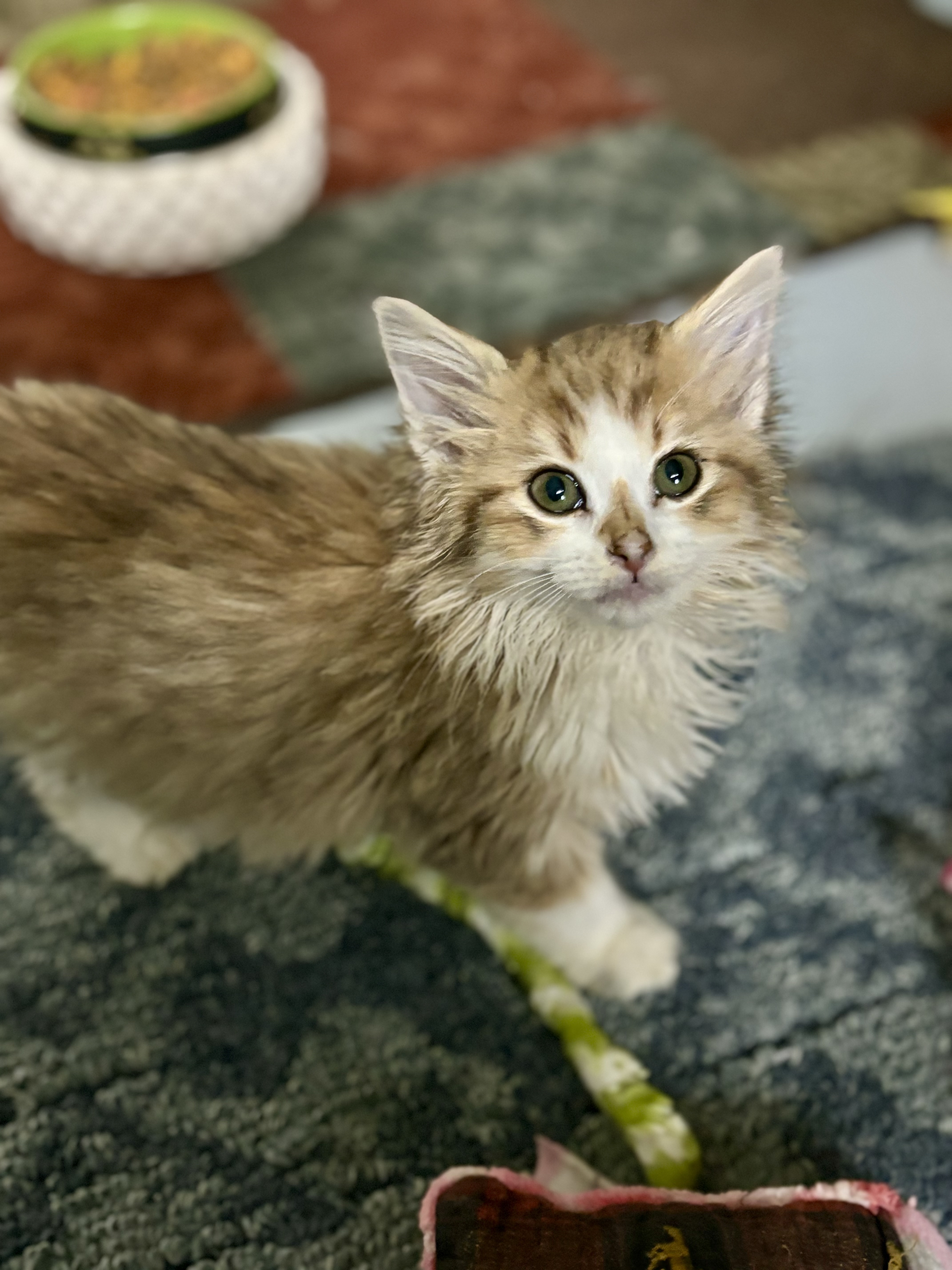 Cinderella, an adoptable Domestic Medium Hair in Wasilla, AK, 99654 | Photo Image 1