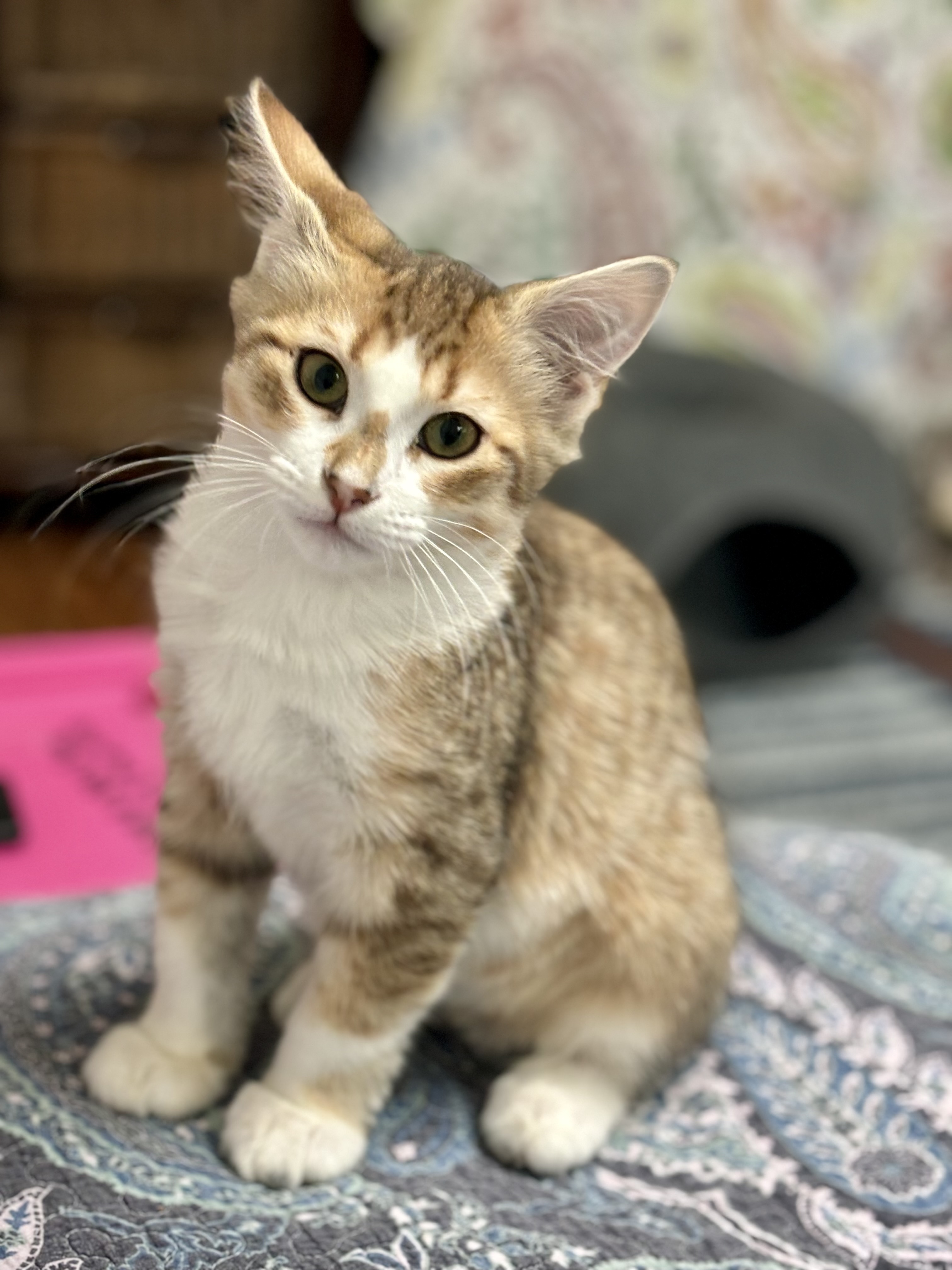 Cinderella, an adoptable Domestic Medium Hair in Wasilla, AK, 99654 | Photo Image 2