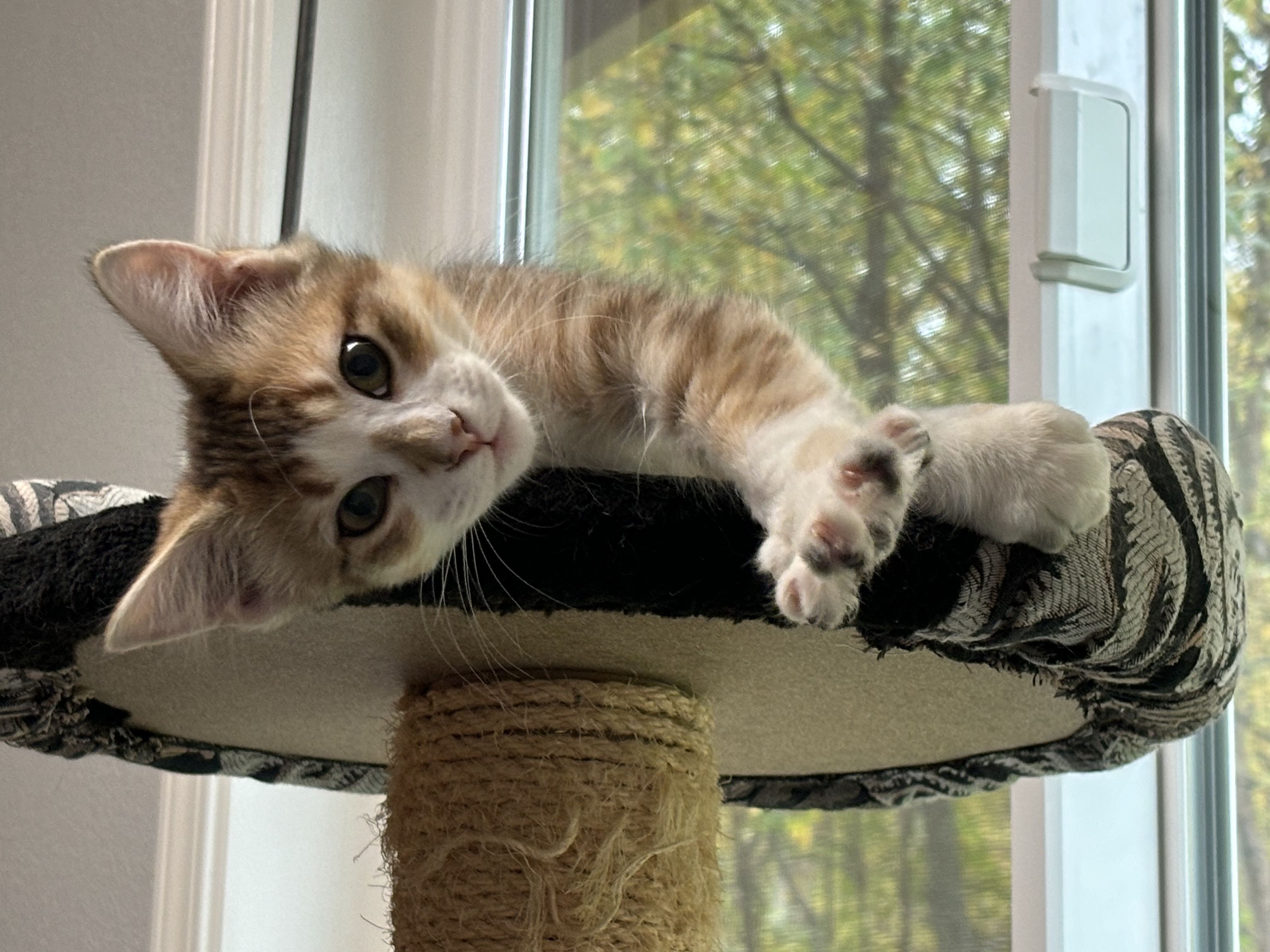 Cinderella, an adoptable Domestic Medium Hair in Wasilla, AK, 99654 | Photo Image 3