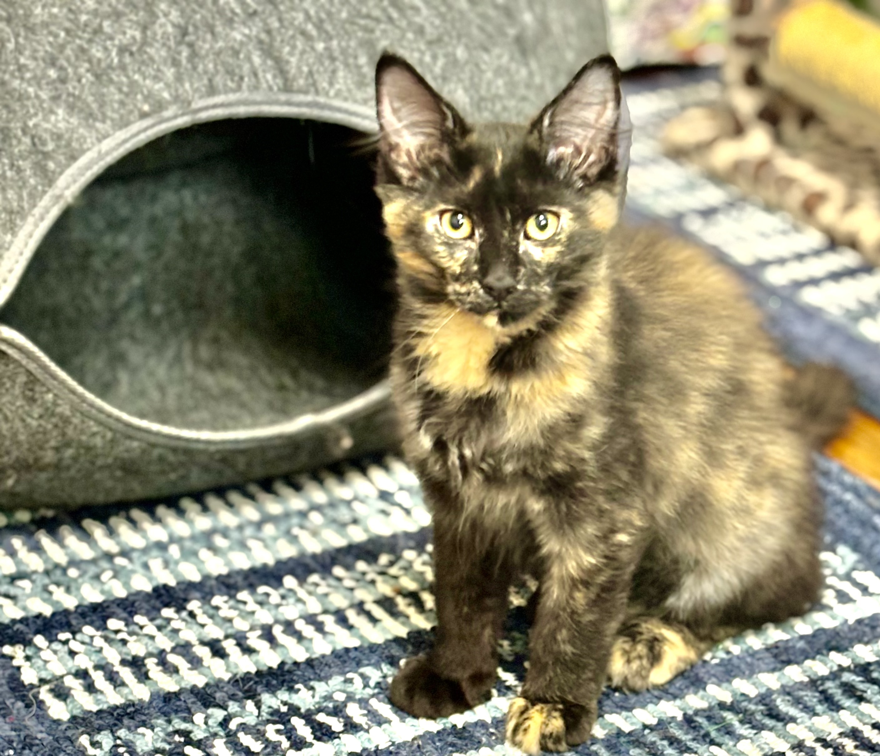 Tortalini, an adoptable Domestic Medium Hair in Wasilla, AK, 99654 | Photo Image 1