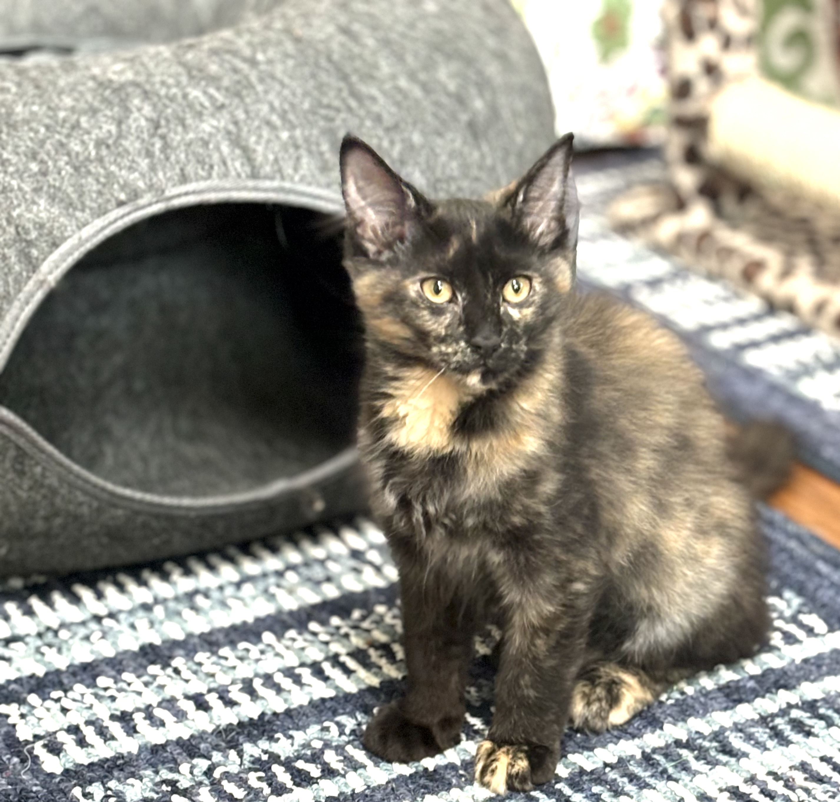 Tortalini, an adoptable Domestic Medium Hair in Wasilla, AK, 99654 | Photo Image 2