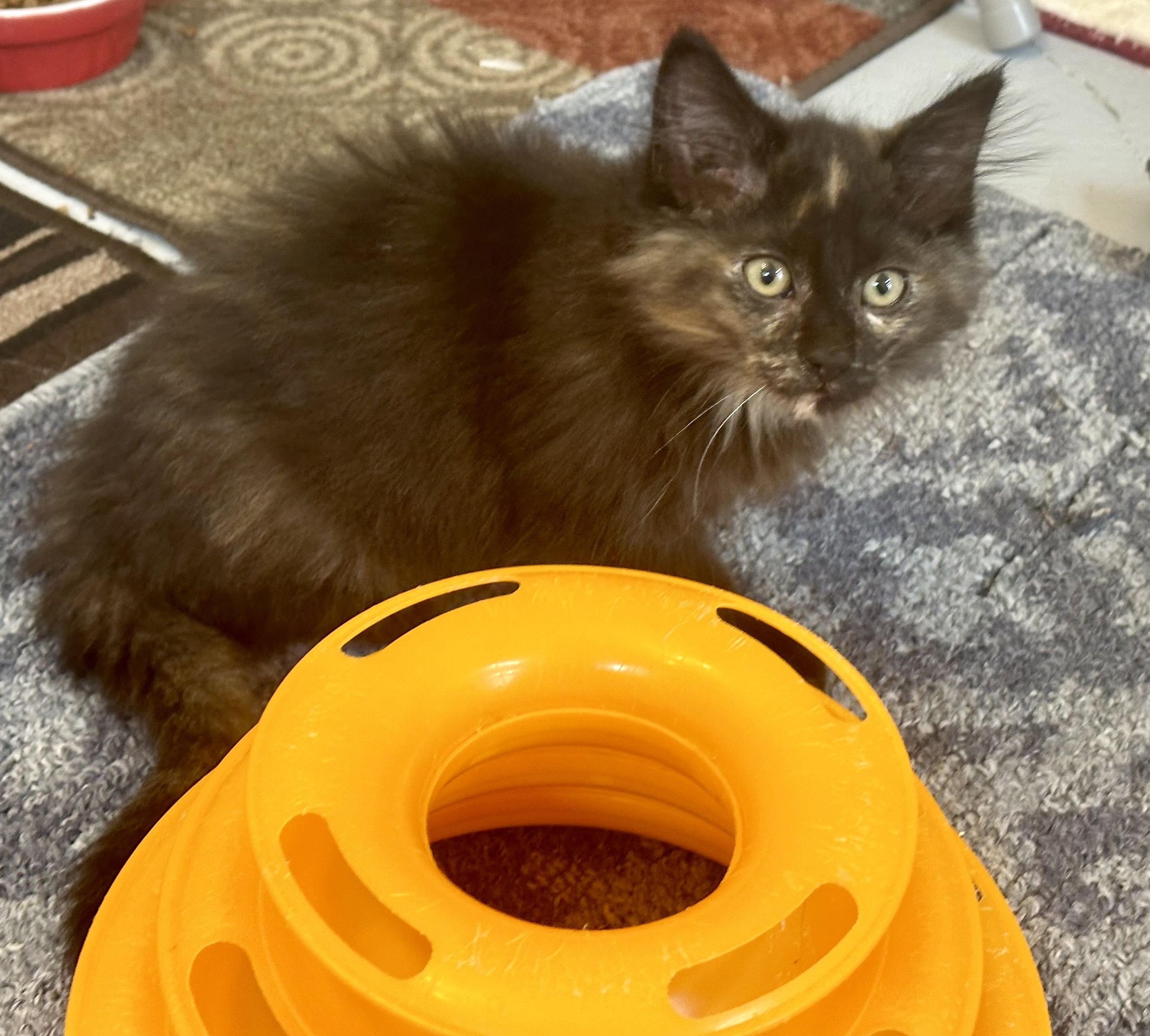 Tortalini, an adoptable Domestic Medium Hair in Wasilla, AK, 99654 | Photo Image 3