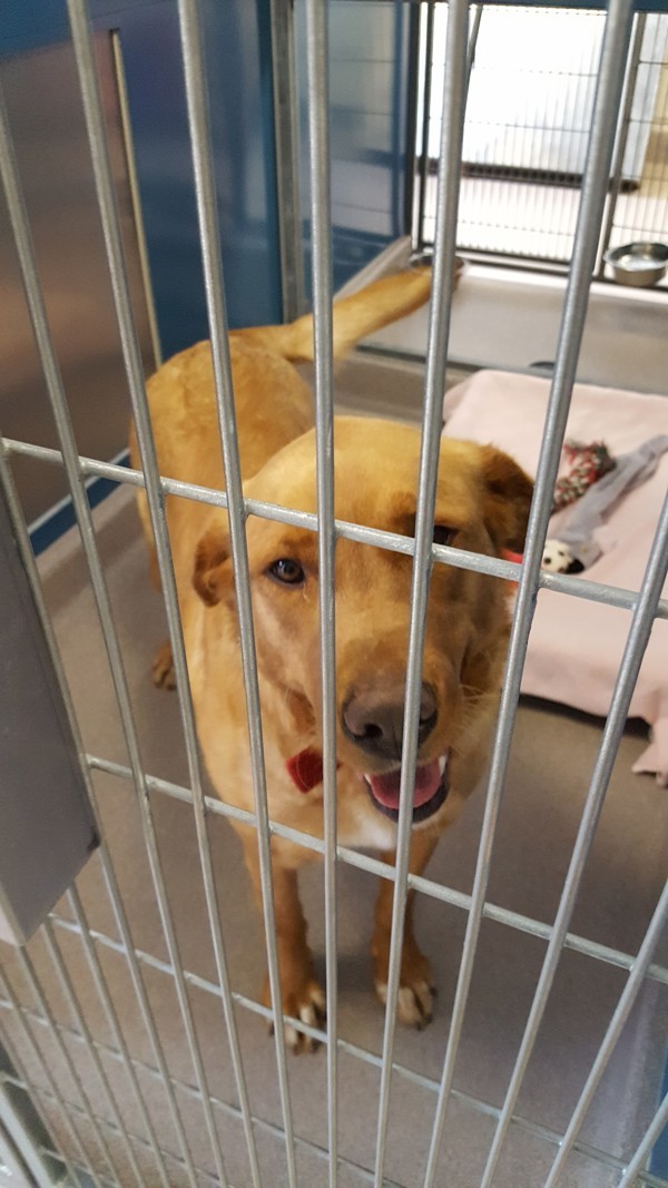 Duet Known As Honey (g), an adoptable Labrador Retriever in Red Deer, AB, T4P 2J1 | Photo Image 1