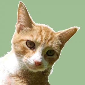 Ed Purrfect Hearts (brother of Ester), Adult Male unknown