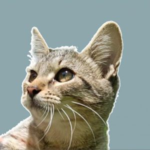 Ester Purrfect Hearts (sister of Ed), Adult Female unknown