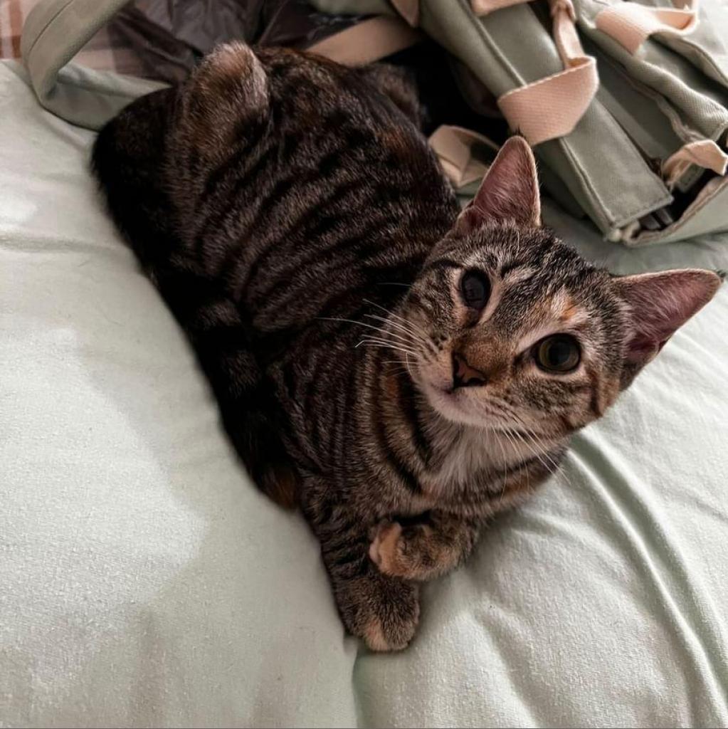 Tabitha