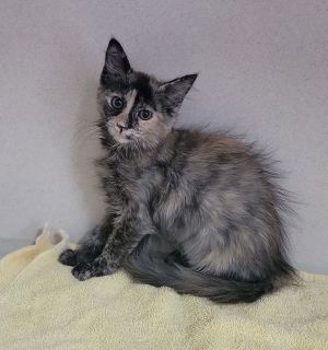 Fire Bebe, Young Female unknown