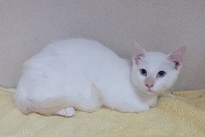 Fire Bambina, Young Female unknown