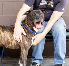 Meet Jambar a delightful bundle of energy who is ready to bring joy to your life This sweet and pl