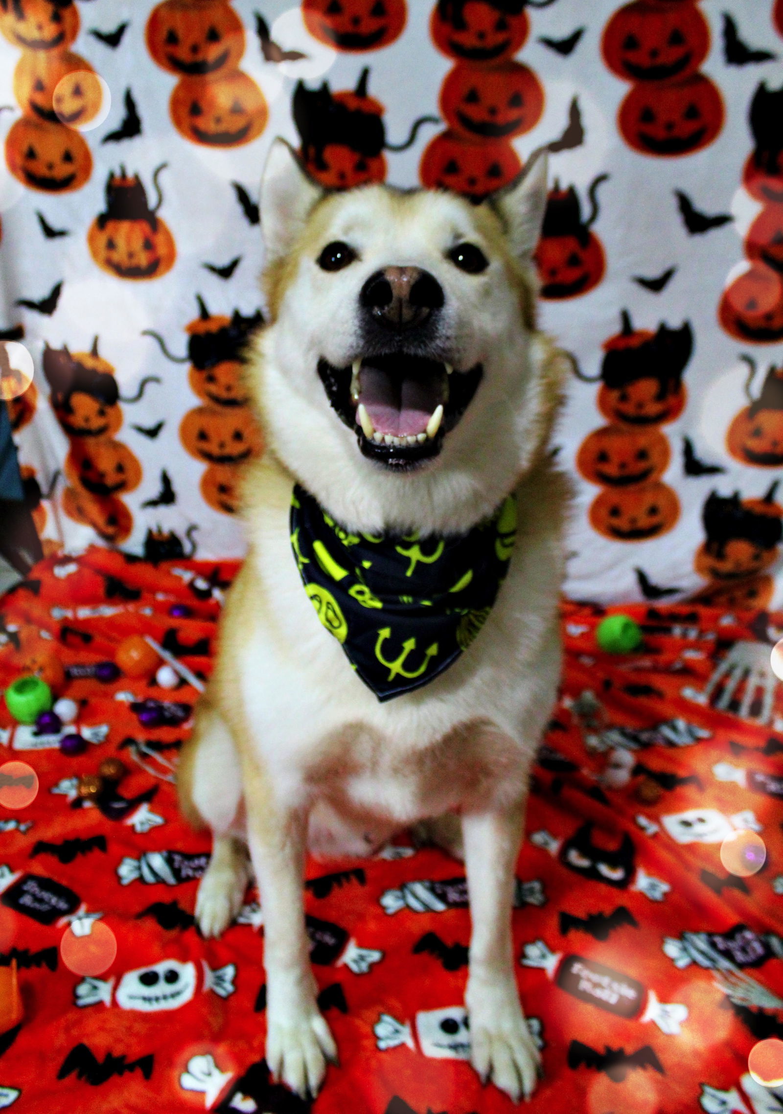 Zoro