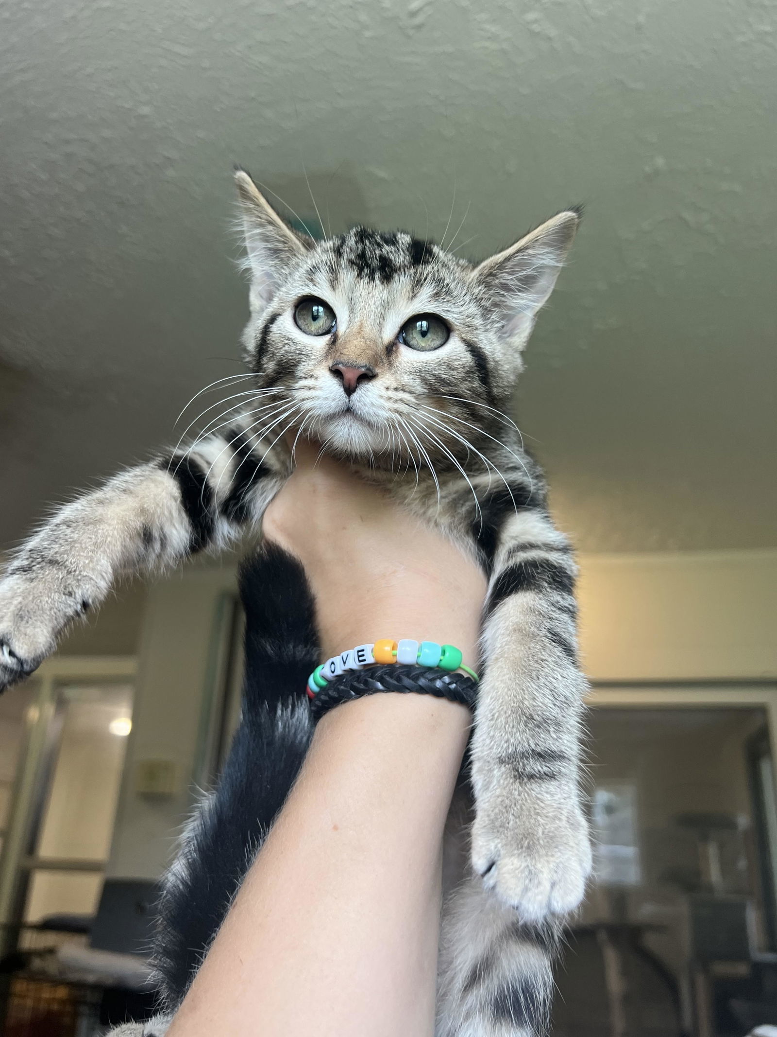 Lainey, an adoptable American Shorthair in Du Quoin, IL, 62832 | Photo Image 1