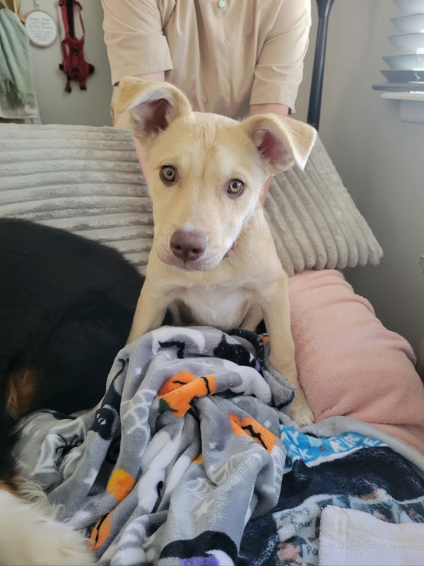 Leyla 42242, an adoptable Siberian Husky, Labrador Retriever in Pocatello, ID, 83205 | Photo Image 4