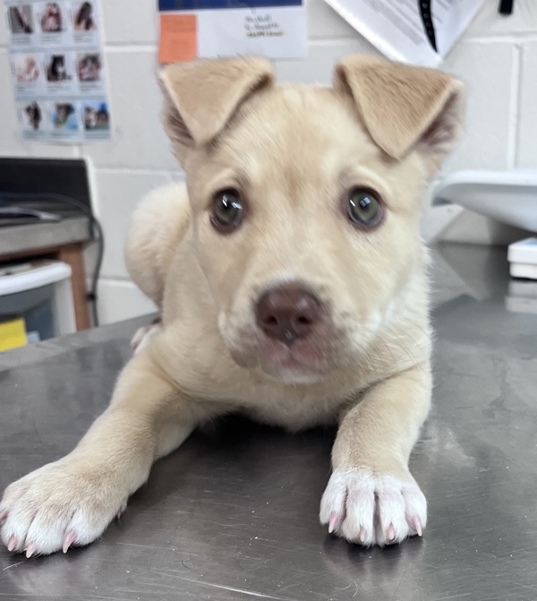 Leyla 42242, an adoptable Siberian Husky, Labrador Retriever in Pocatello, ID, 83205 | Photo Image 5