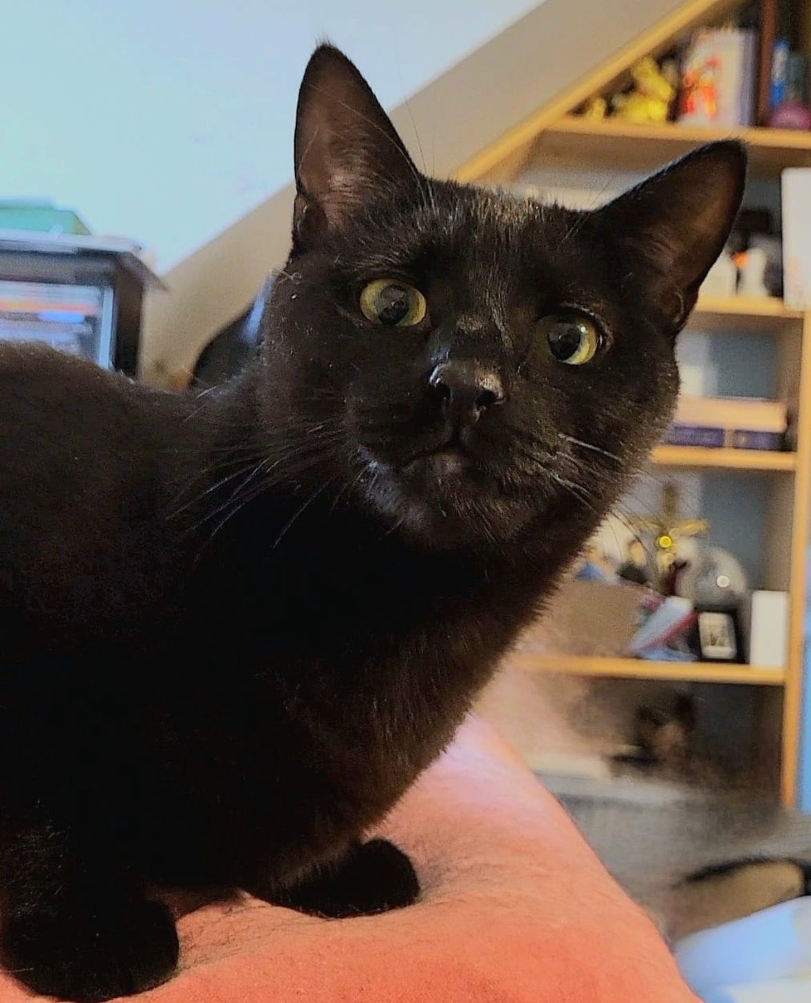 Binky