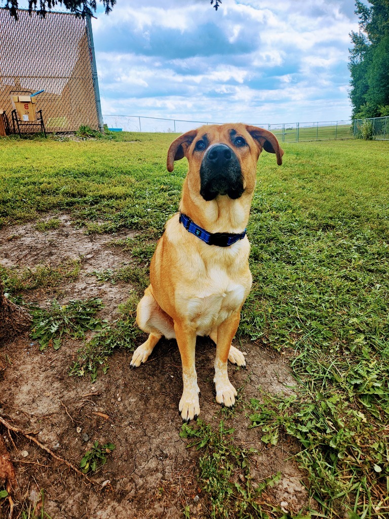 Xena, an adoptable Mixed Breed in Grand Forks, ND, 58203 | Photo Image 1