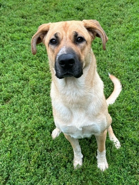 Xena, an adoptable Mixed Breed in Grand Forks, ND, 58203 | Photo Image 2