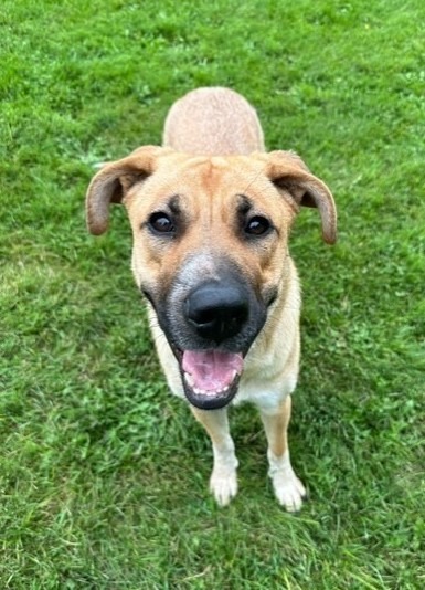 Xena, an adoptable Mixed Breed in Grand Forks, ND, 58203 | Photo Image 3