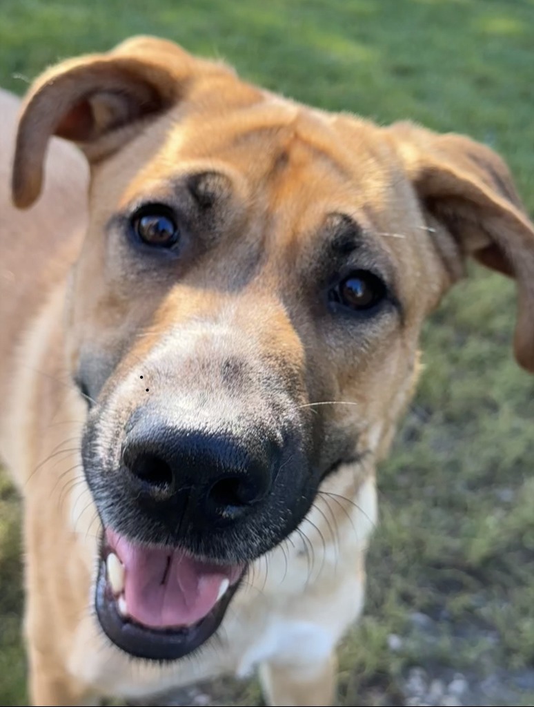 Xena, an adoptable Mixed Breed in Grand Forks, ND, 58203 | Photo Image 4