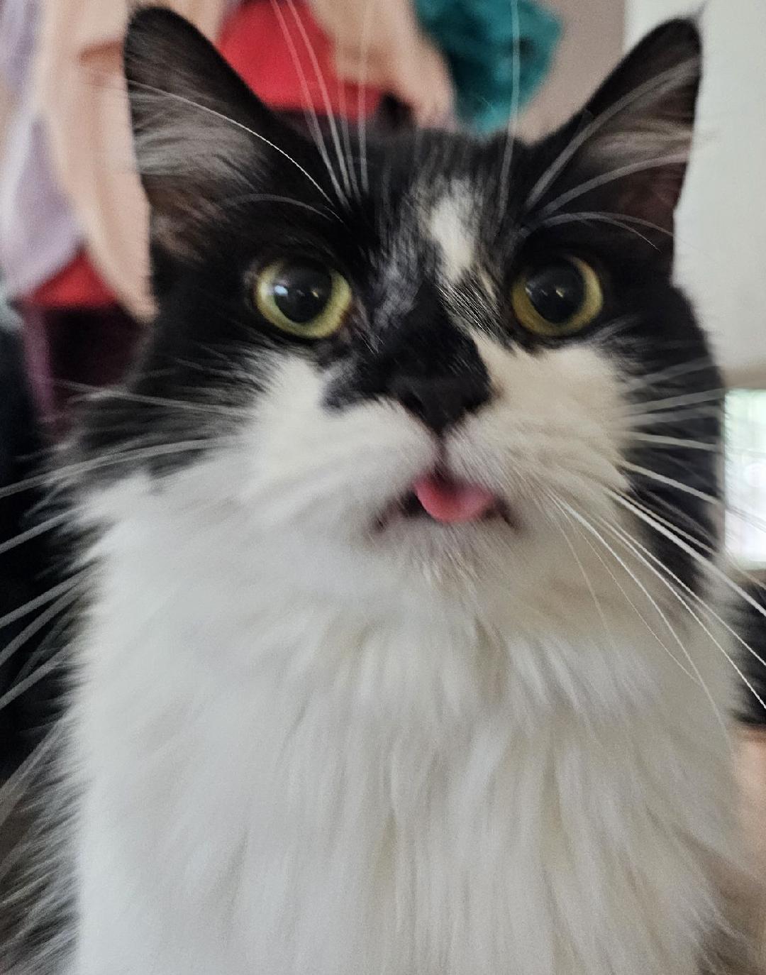 Mona