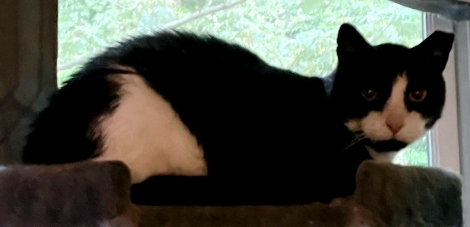 Max