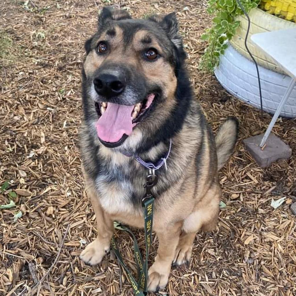 Luka, an adoptable German Shepherd Dog in Wichita, KS, 67278 | Photo Image 1