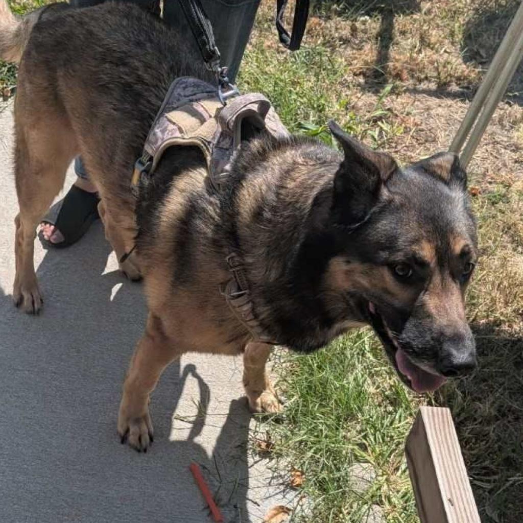 Luka, an adoptable German Shepherd Dog in Wichita, KS, 67278 | Photo Image 2