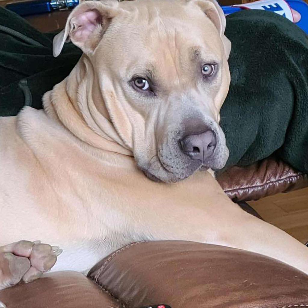 Nick, an adoptable Pit Bull Terrier in Wichita, KS, 67278 | Photo Image 1