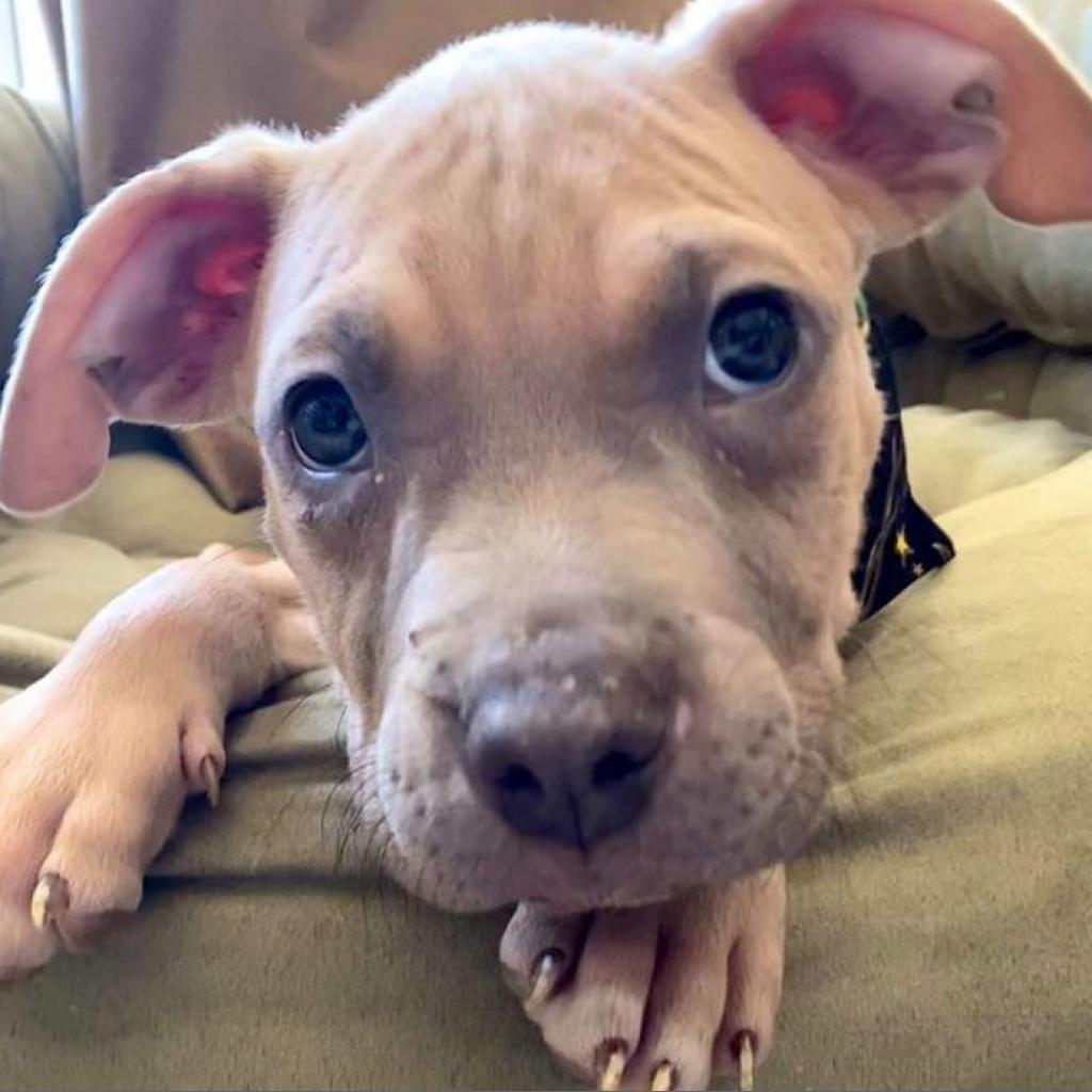 Nick, an adoptable Pit Bull Terrier in Wichita, KS, 67278 | Photo Image 2