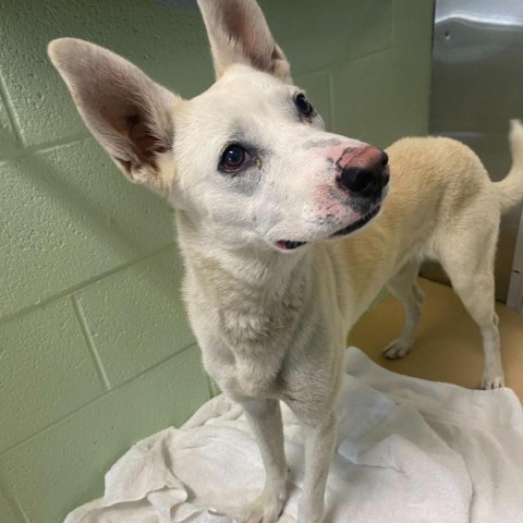 Nellie, an adoptable Mixed Breed, White German Shepherd in Lander, WY, 82520 | Photo Image 1