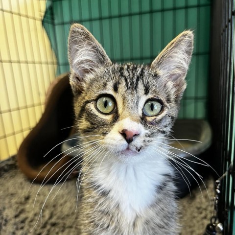 Stump, an adoptable Domestic Short Hair in Lander, WY, 82520 | Photo Image 1