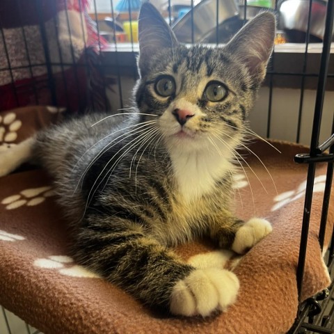 Stump, an adoptable Domestic Short Hair in Lander, WY, 82520 | Photo Image 2