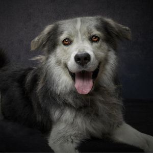 Jimmy was rescued by our group due to the fires in San Bernadino area He came in as a stray