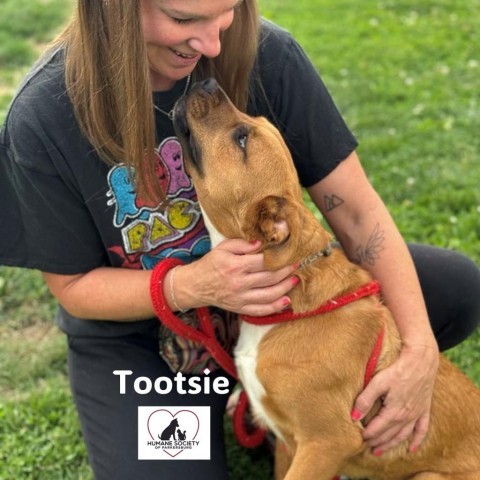 Tootsie 4