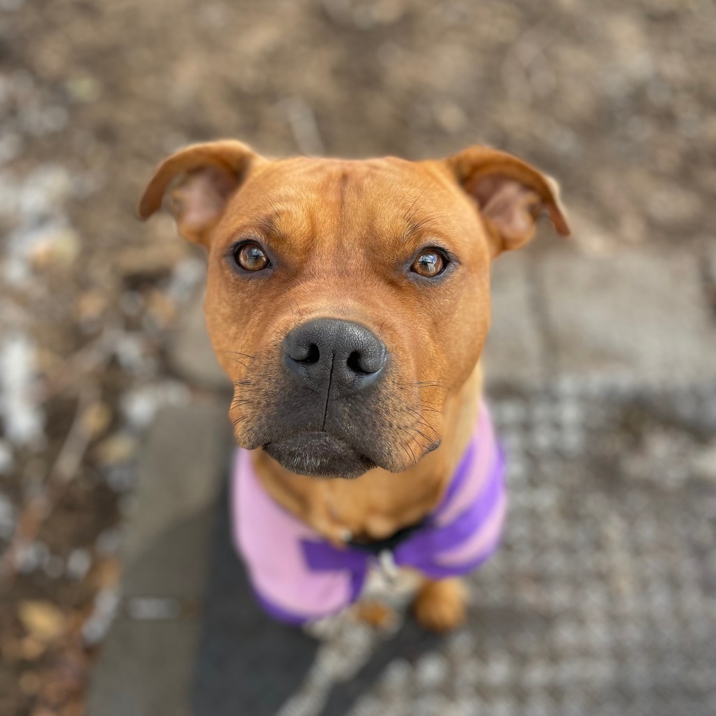 Stetson, an adoptable Pit Bull Terrier, Mixed Breed in Bend, OR, 97702 | Photo Image 1