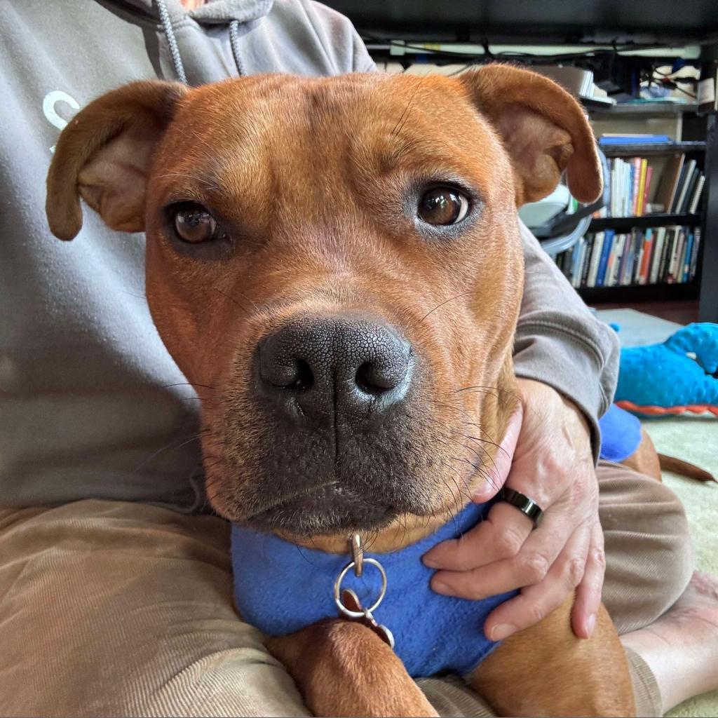 Stetson, an adoptable Pit Bull Terrier, Mixed Breed in Bend, OR, 97702 | Photo Image 1