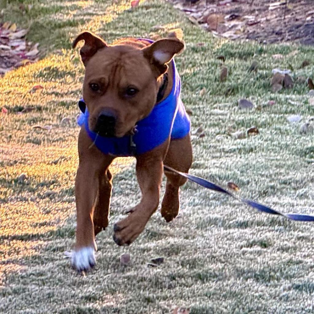 Stetson, an adoptable Pit Bull Terrier, Mixed Breed in Bend, OR, 97702 | Photo Image 2