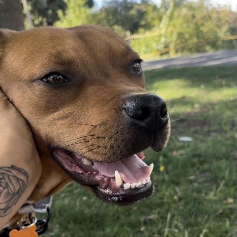 Stetson, an adoptable Pit Bull Terrier, Mixed Breed in Bend, OR, 97702 | Photo Image 4