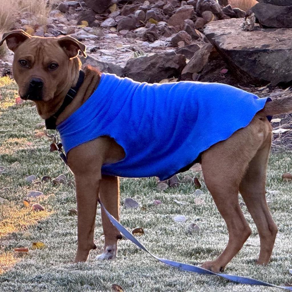 Stetson, an adoptable Pit Bull Terrier, Mixed Breed in Bend, OR, 97702 | Photo Image 4