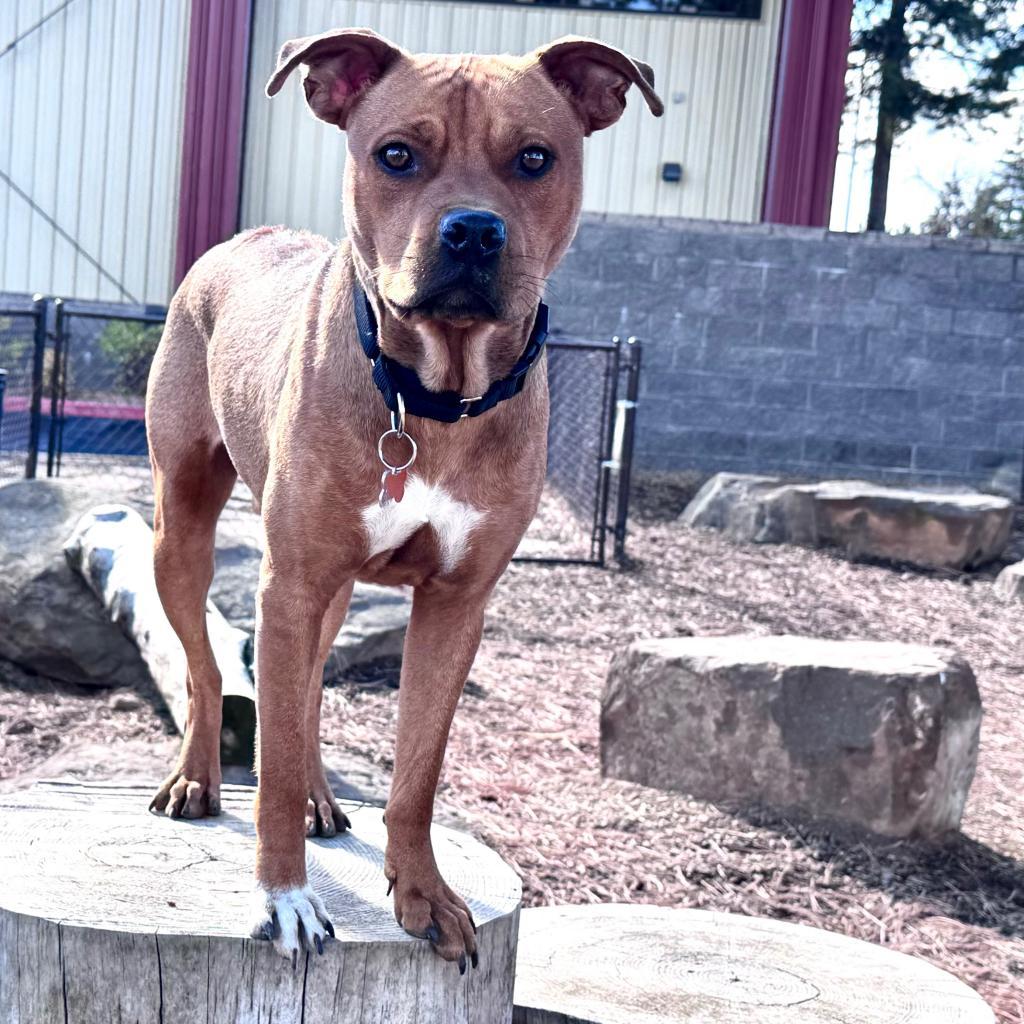 Stetson, an adoptable Pit Bull Terrier, Mixed Breed in Bend, OR, 97702 | Photo Image 4