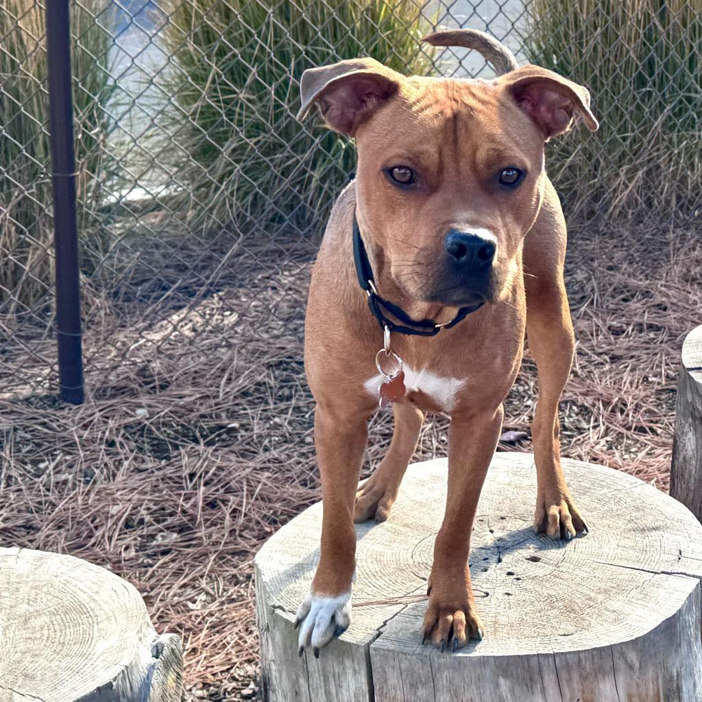 Stetson, an adoptable Pit Bull Terrier, Mixed Breed in Bend, OR, 97702 | Photo Image 5