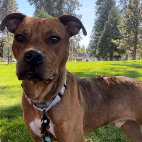 Stetson, an adoptable Pit Bull Terrier, Mixed Breed in Bend, OR, 97702 | Photo Image 6