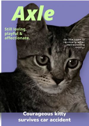 Axle Tabby Cat
