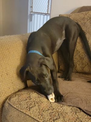 Betty, Young Female Labrador Retriever