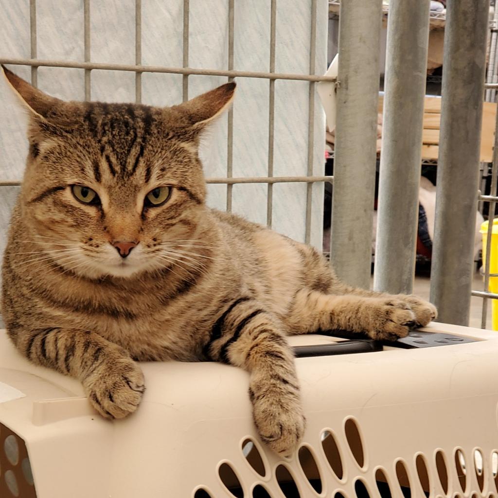 Andre the Giant, an adoptable Domestic Short Hair in Taos, NM, 87571 | Photo Image 2