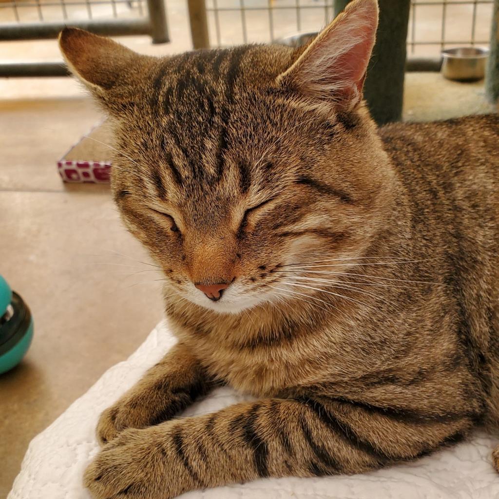 Andre the Giant, an adoptable Domestic Short Hair in Taos, NM, 87571 | Photo Image 3