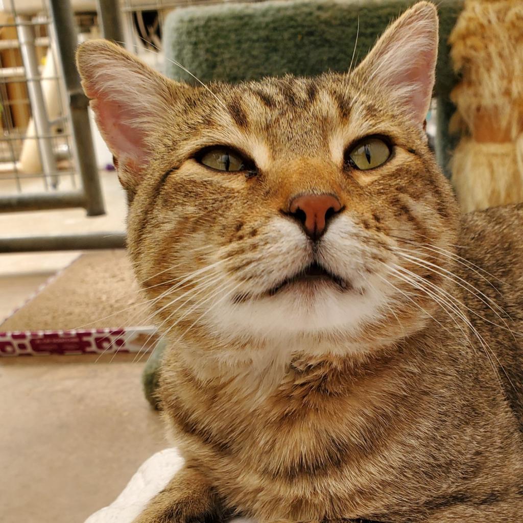 Andre the Giant, an adoptable Domestic Short Hair in Taos, NM, 87571 | Photo Image 4